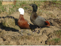 Paradise Shelducks